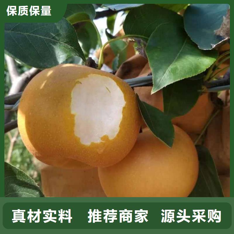 梨十四号桃树苗性能稳定