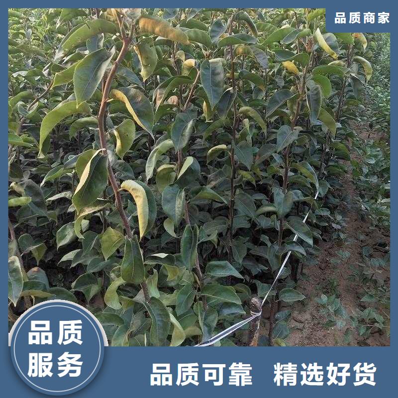 梨-梨树苗基地诚信经营