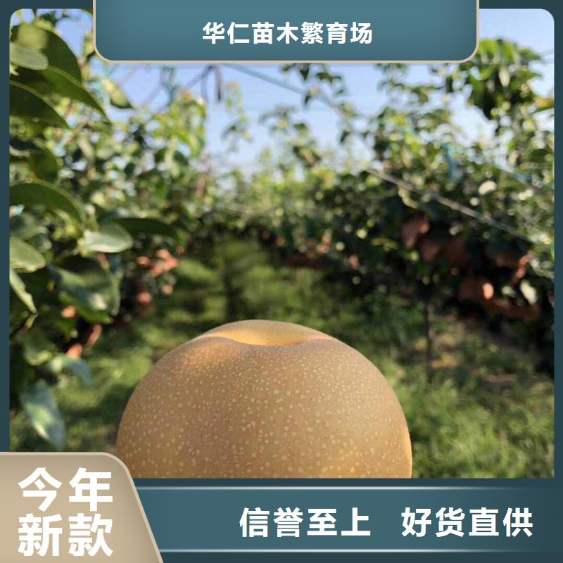 梨_山桃苗市场报价