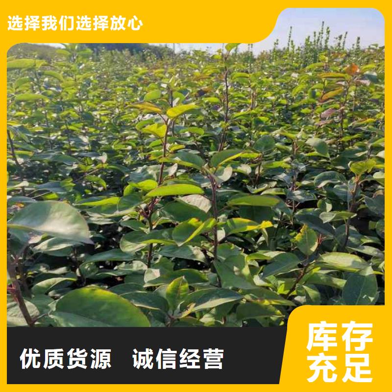 梨_山桃苗市场报价