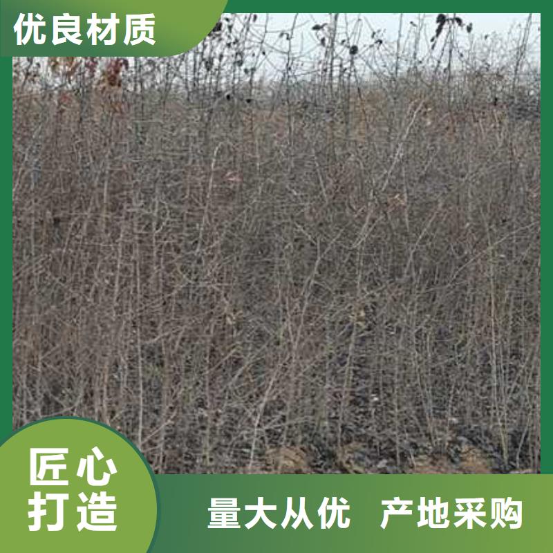 杜梨山桃苗实力厂家直销