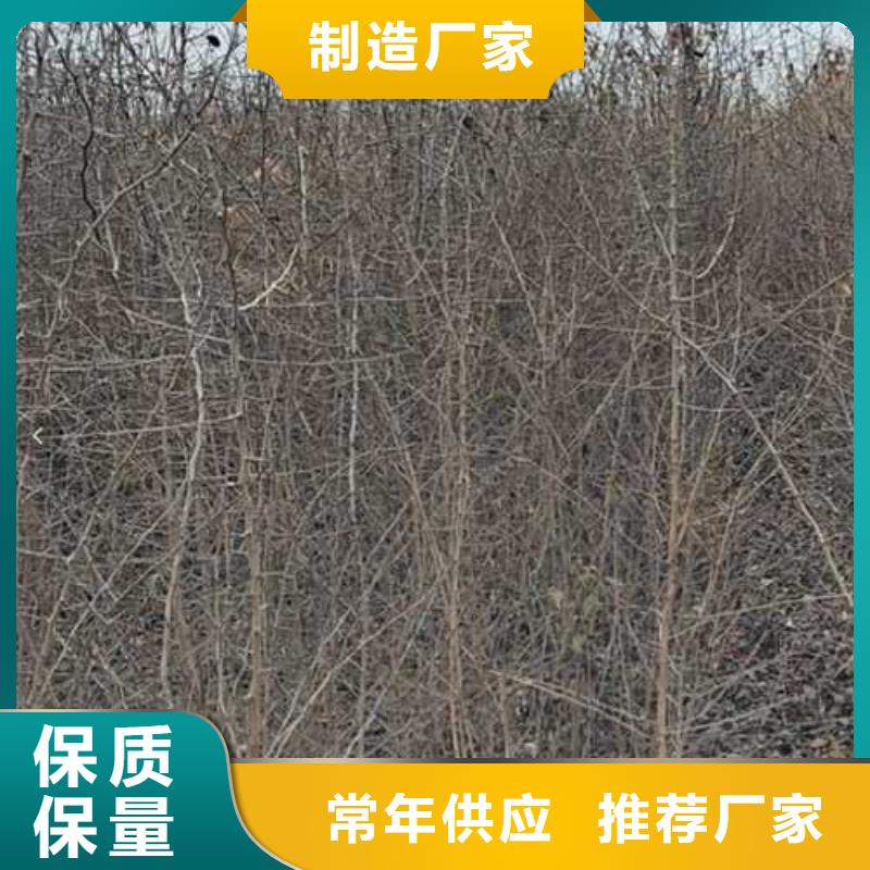 杜梨瑞蟠101桃树苗厂家技术完善