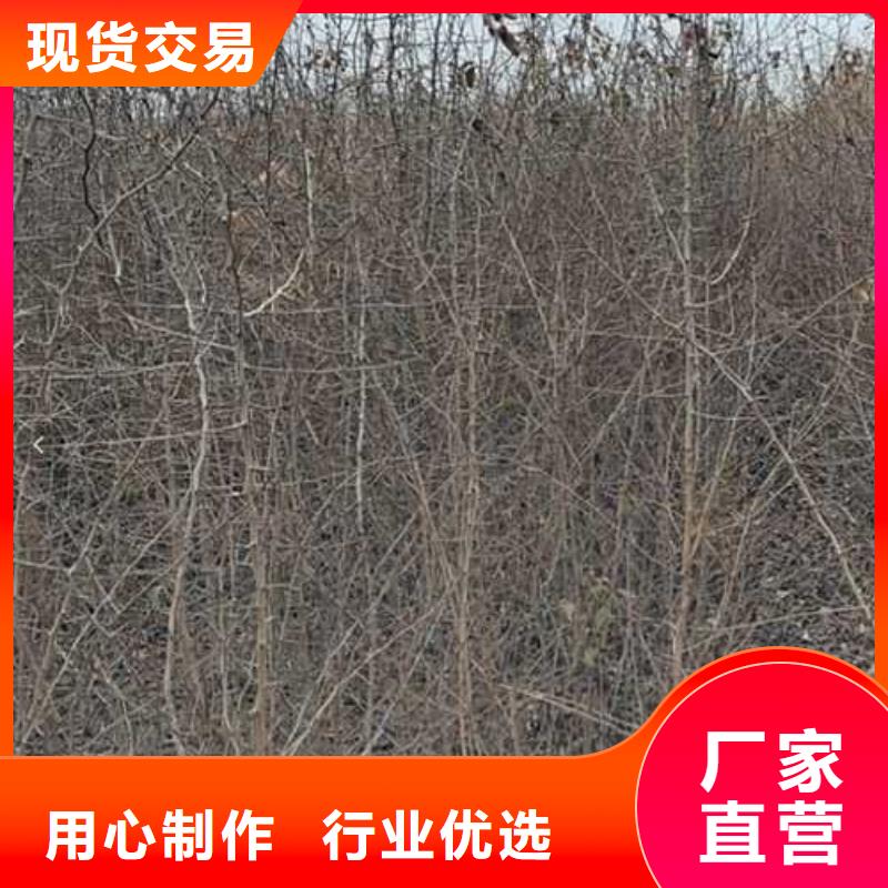 杜梨-秋月梨树苗客户满意度高