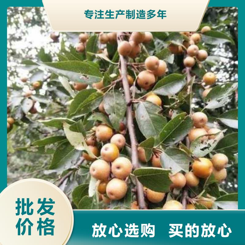 杜梨_梨树苗基地厂家货源稳定