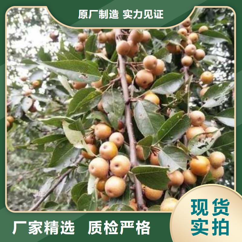 【杜梨_山桃苗优选货源】