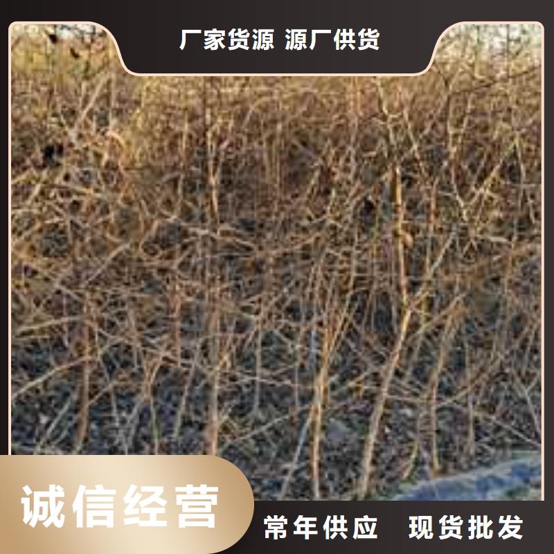 杜梨,皇冠梨树苗经验丰富质量放心
