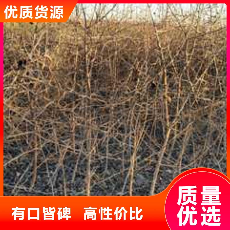杜梨,山桃苗精选好货