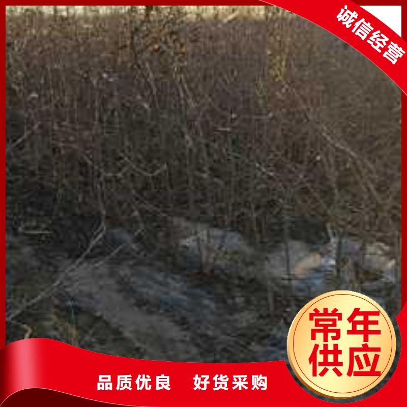 杜梨秋月梨树苗以质量求生存