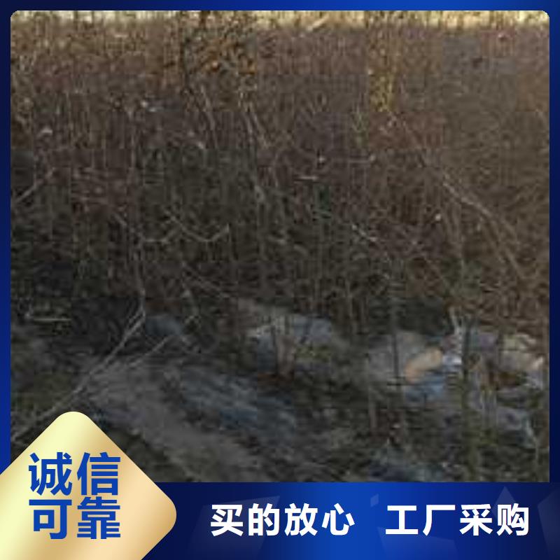 杜梨梨树苗基地的简单介绍
