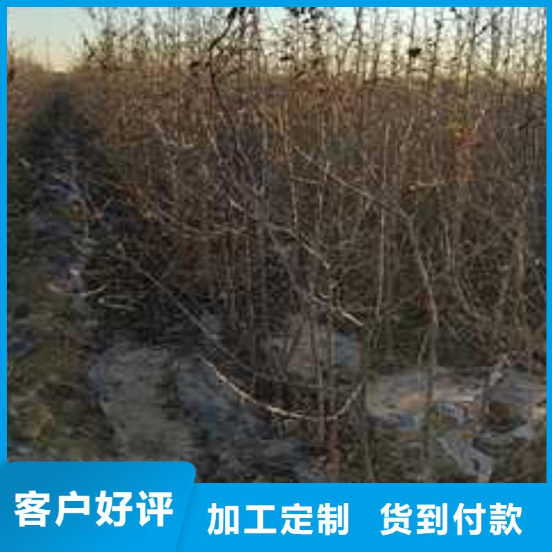 【杜梨】瑞蟠101桃树苗卓越品质保障