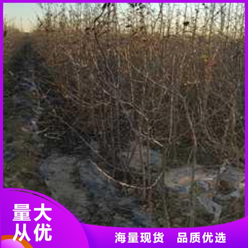 杜梨_梨树苗基地现货批发