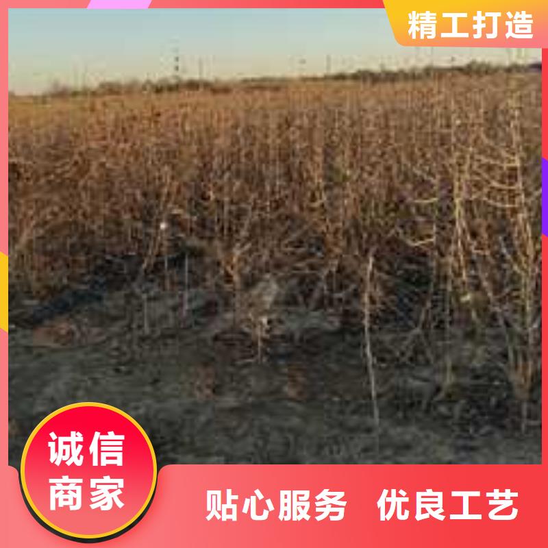 【杜梨】-海棠苗定制不额外收费
