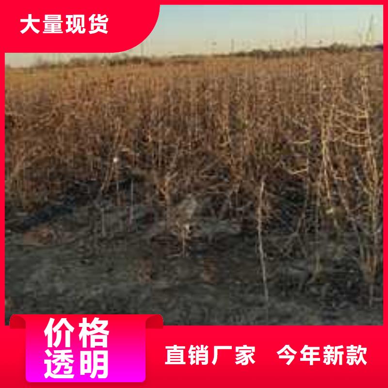 杜梨毛桃苗源厂直销