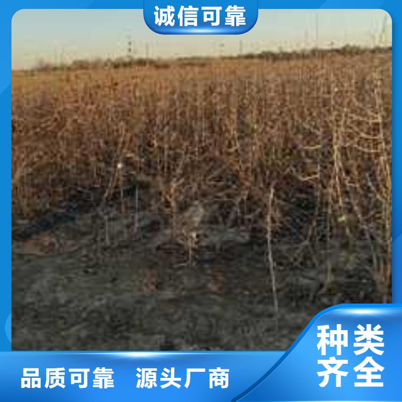 【杜梨,十四号桃树苗定制速度快工期短】