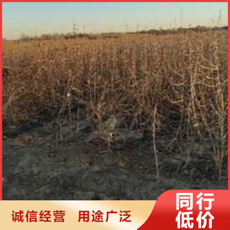 杜梨北京十四号桃树苗支持定制贴心售后