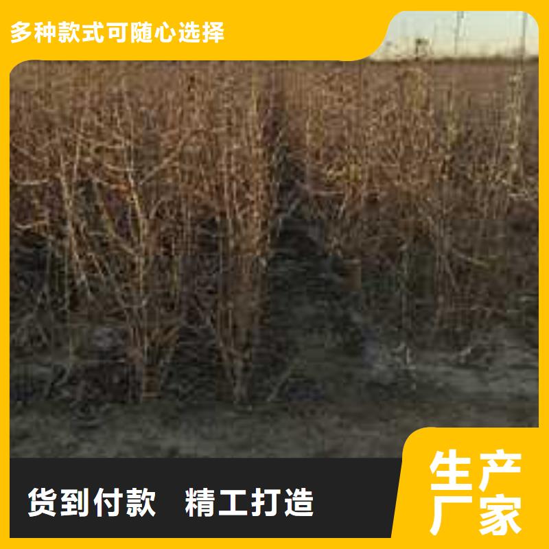 杜梨香酥梨树苗就近发货