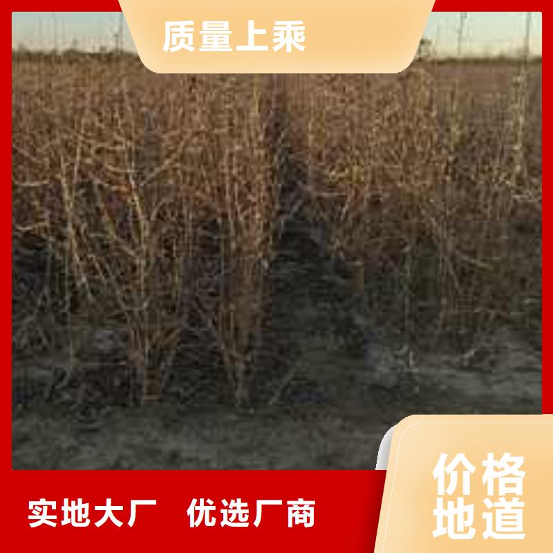 杜梨_梨树苗基地厂家货源稳定