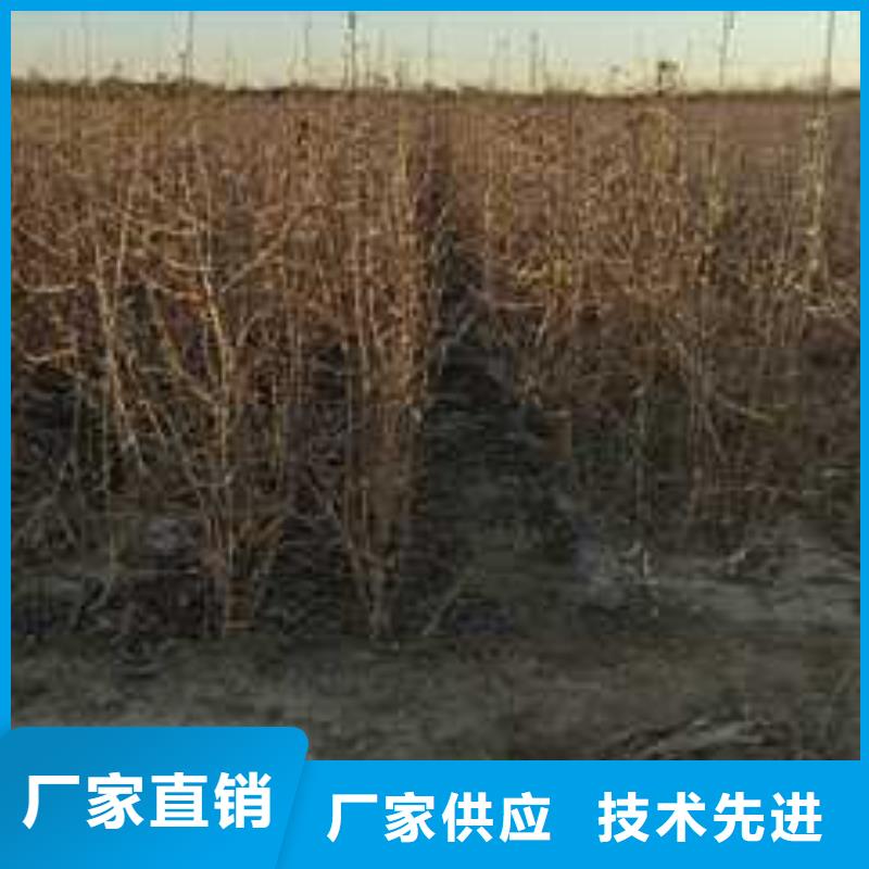 【杜梨皇冠梨树苗源头厂商】