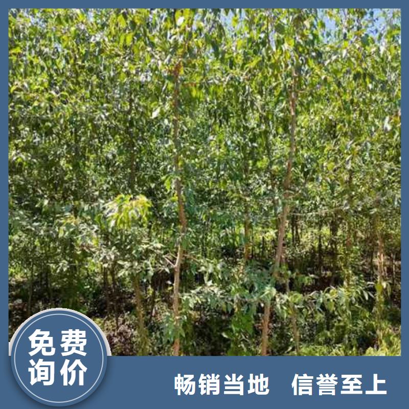 杜梨皇冠梨树苗好产品不怕比