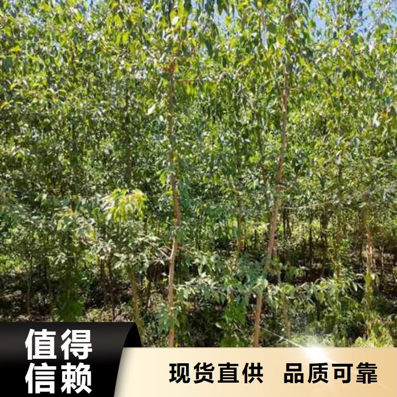 杜梨【梨树苗基地】的图文介绍