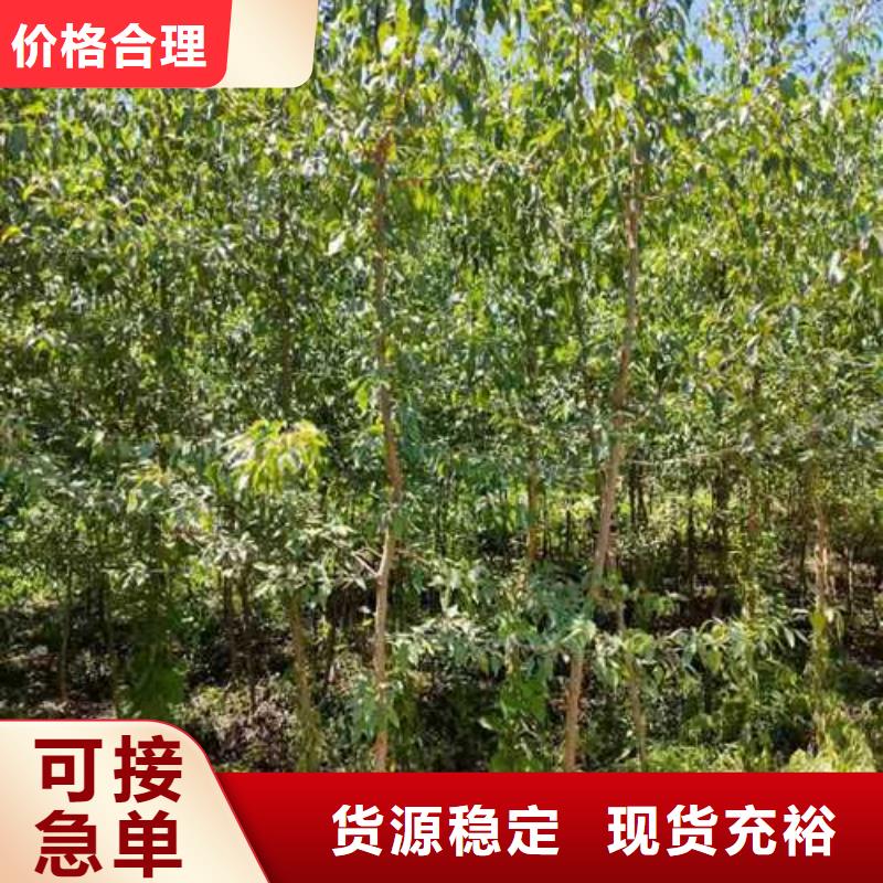 杜梨山桃苗实力厂家直销