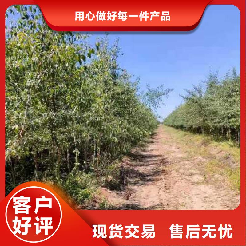 杜梨,山桃苗精选好货
