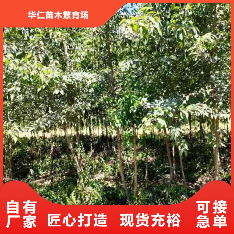 杜梨山桃苗产品优良