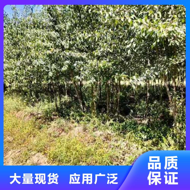 杜梨-毛桃苗讲信誉保质量