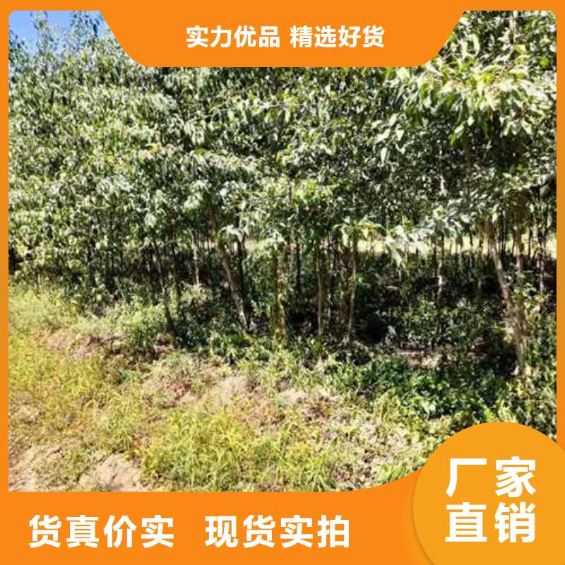杜梨_梨树苗基地厂家货源稳定
