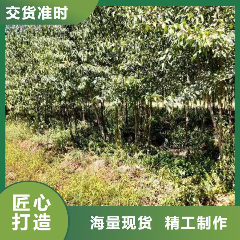杜梨皇冠梨树苗用心做品质