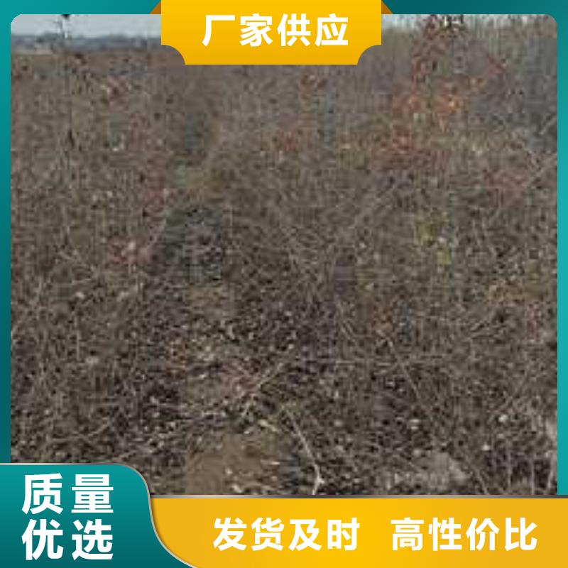 杜梨【梨树苗基地】的图文介绍