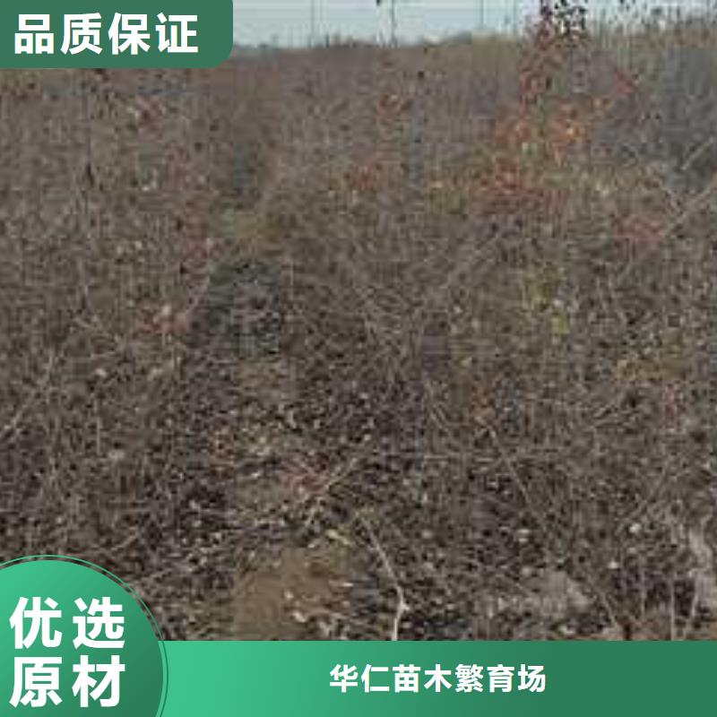 【杜梨海棠苗源头采购】