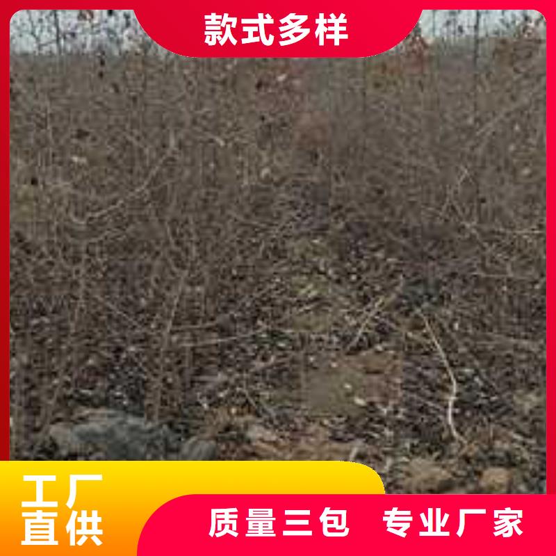 杜梨【梨树苗基地】的图文介绍