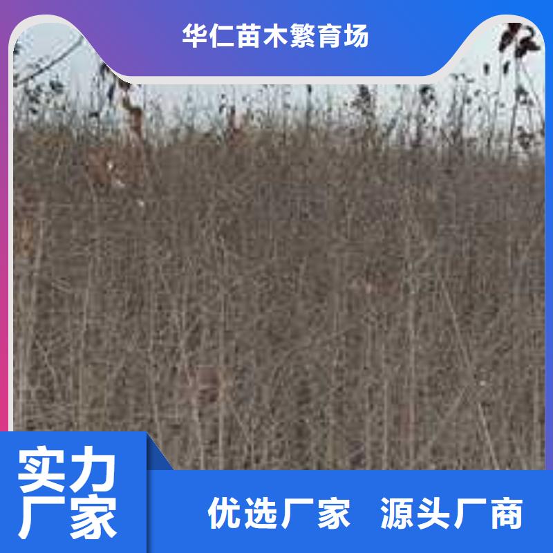 杜梨杜梨苗精品选购