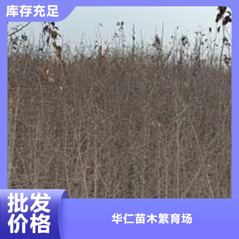 【杜梨新梨7号梨树苗真材实料加工定制】