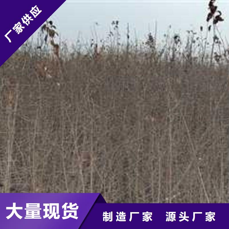 杜梨海棠苗质量优价格低