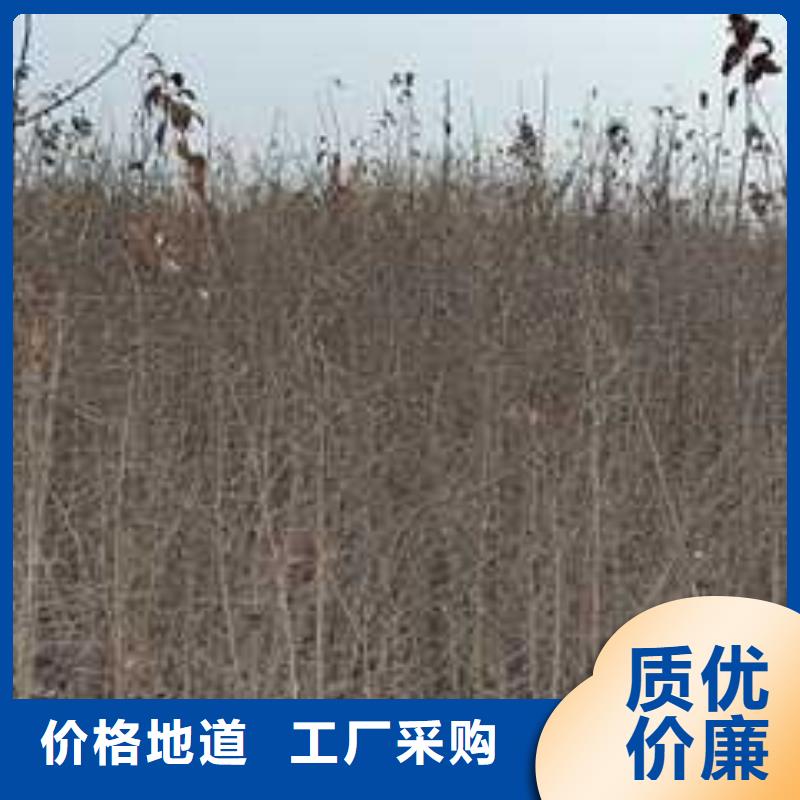 杜梨毛桃苗经销商