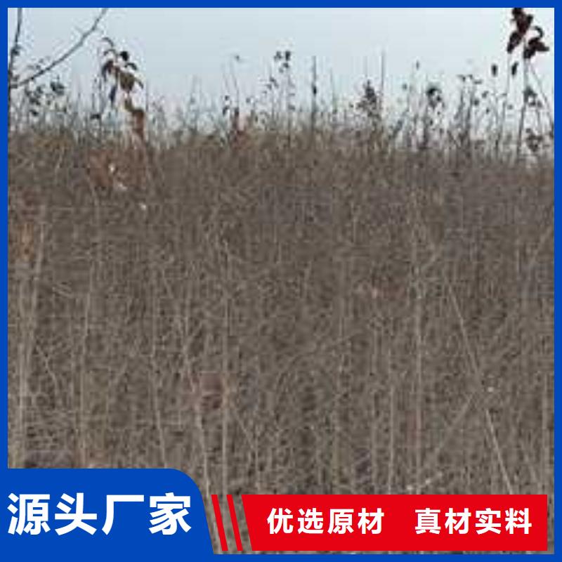 杜梨-皇冠梨树苗多年经验值得信赖
