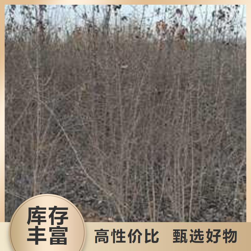 【杜梨】-毛桃苗您身边的厂家
