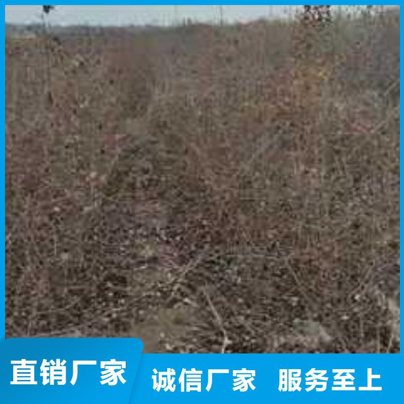 杜梨新梨7号梨树苗专业生产制造厂