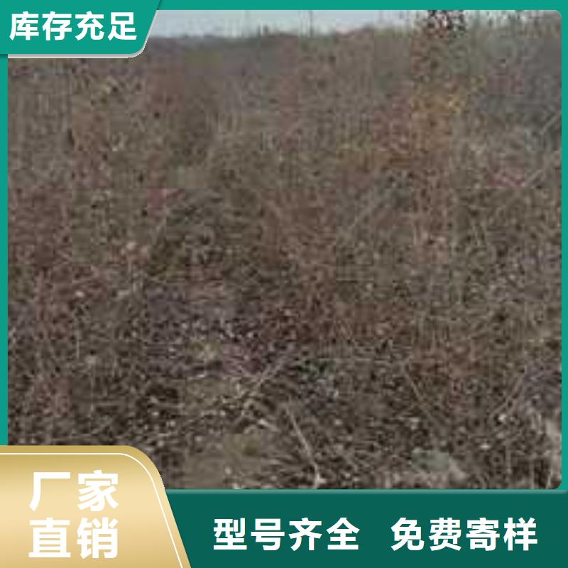 杜梨_梨树苗基地厂家货源稳定