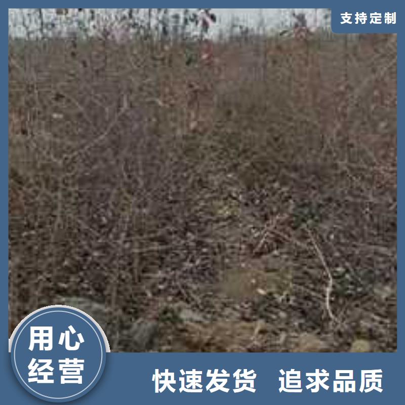 杜梨_梨树苗基地现货批发