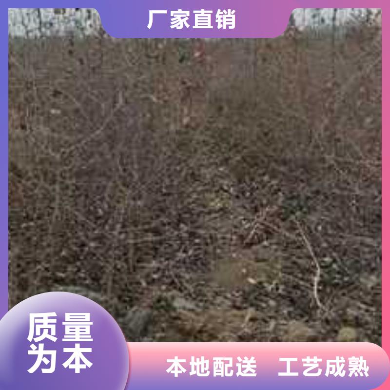 【杜梨】皇冠梨树苗本地厂家值得信赖