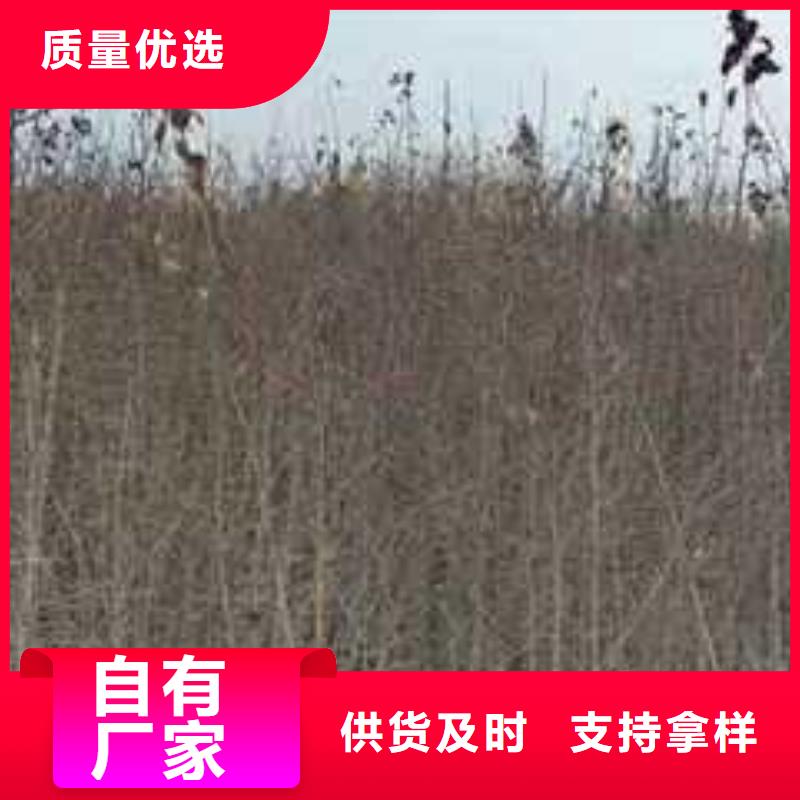 杜梨北京十四号桃树苗实力商家