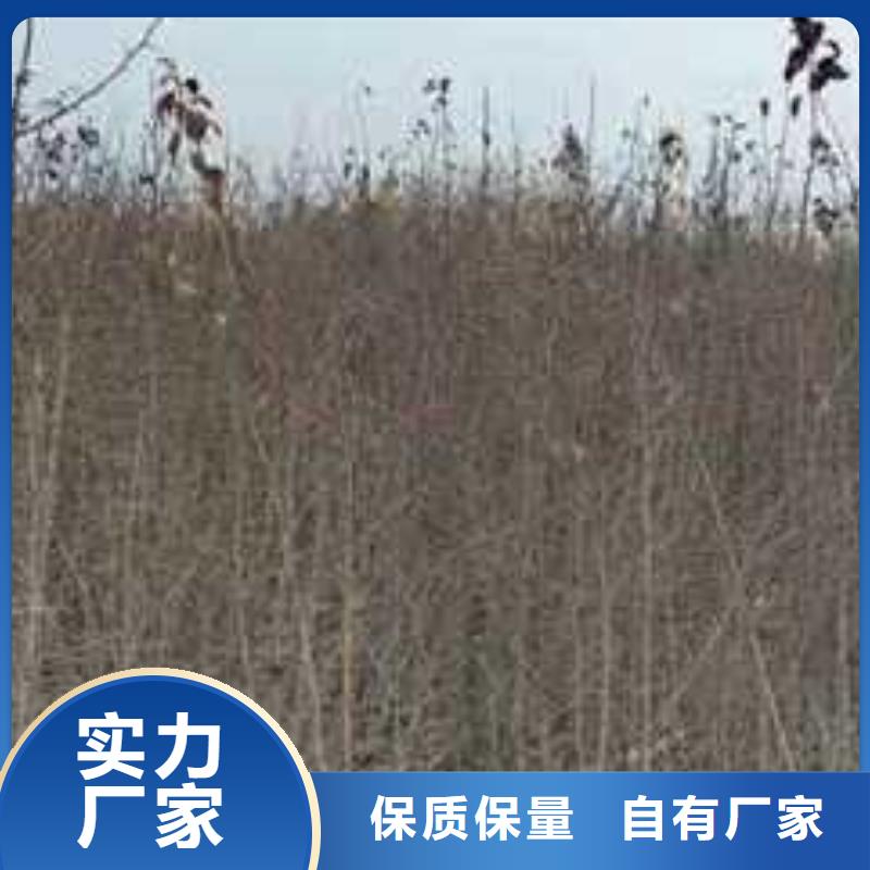 杜梨山桃苗现货实拍