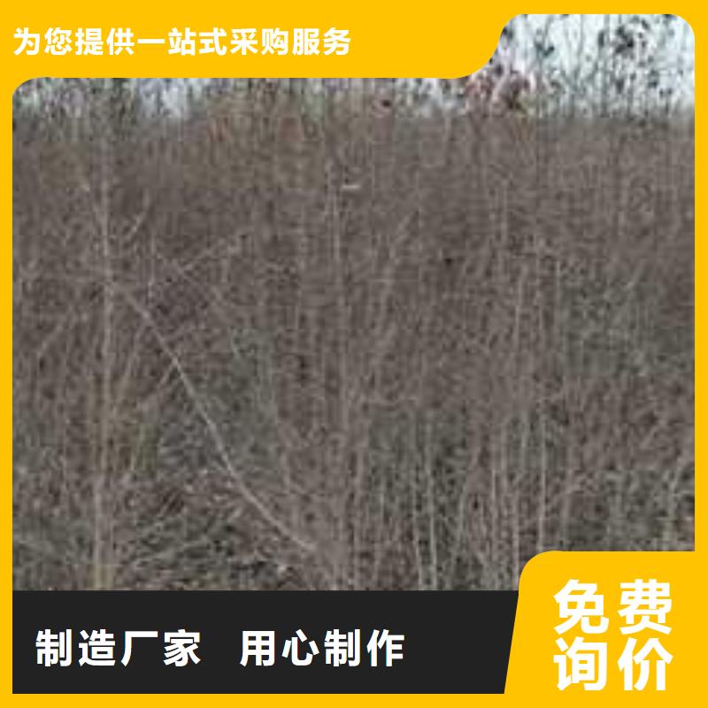 杜梨红香酥梨树苗每个细节都严格把关