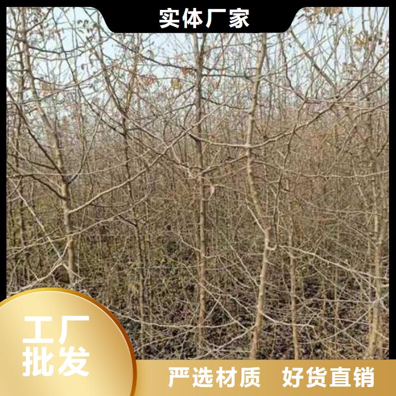 【杜梨,海棠苗供您所需】