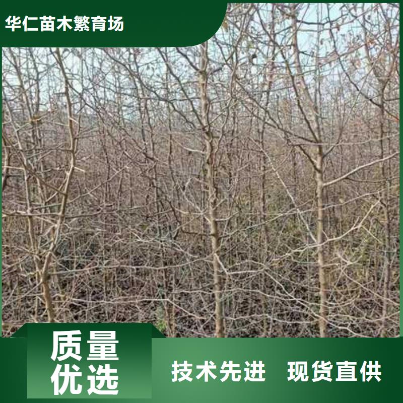 杜梨皇冠梨树苗质检严格放心品质