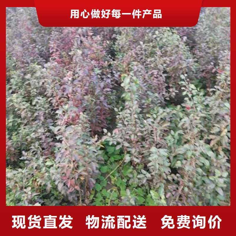 杜梨-香酥梨树苗专业的生产厂家