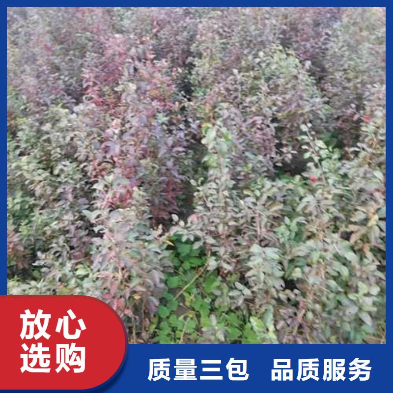 杜梨皇冠梨树苗好产品不怕比